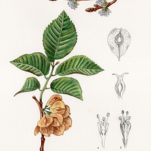Ulmus minor. Desenho realista, Ilustração tradicional e Ilustração botânica projeto de Begoña Blázquez Parro - 22.04.2021