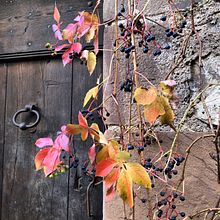 a few photos. Photograph project by Eve Neuhaus - 04.22.2021