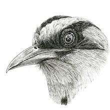 Barranquero. Ink Illustration, and Digital Painting project by Ana Cristina Pareja Galeano - 04.23.2021