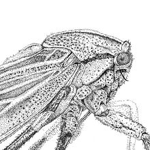 Chicharra. Ink Illustration project by Ana Cristina Pareja Galeano - 04.23.2021