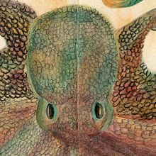 Pulpo de colores. Ilustração tradicional, Pintura em aquarela, e Desenho a lápis projeto de Silvia Villanueva Olivo - 13.07.2020