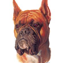 Perro pintado con guache.. Fine Arts, Editorial Illustration, Naturalistic Illustration, Painting, and Gouache Painting project by Miguel Angel Flores Flores - 04.24.2021