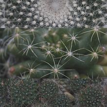 Forest Primeval. Un progetto di Fotografia artistica di Cedar Horton - 17.04.2018