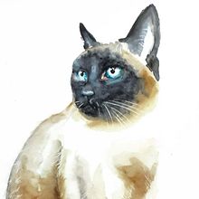 My cat Mimbelbi :-) Ein Projekt aus dem Bereich Aquarellmalerei von Tina Ritter - 08.03.2021