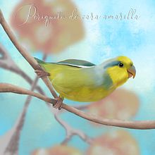 Aves peruanas en peligro de extincion. Digital Painting project by Ariel Nine - 04.24.2021