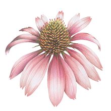 flora & fauna Illustration with colored pencil . Botanical Illustration, Traditional illustration, and Naturalistic Illustration project by Rebecca Bechtold - 04.24.2021