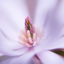 Macro Photography. Un proyecto de Fotografía de Natalia Gómez - 25.04.2021