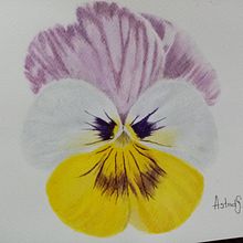 Pansy o pensamiento. Pintura em aquarela projeto de Astrid Guzman - 02.04.2021