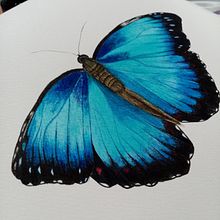 Mariposa Morpho Menelaus. Pintura em aquarela projeto de Astrid Guzman - 19.03.2021