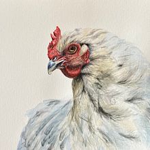 Chicken . Un progetto di Pittura ad acquerello di Kaori Twohig - 01.02.2021