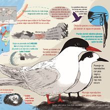 Infografía de un ave-nturero de la luz. Un proyecto de Dibujo, Ilustración tradicional, Ilustración naturalista				 e Infografía de Héctor Cano - 25.04.2021