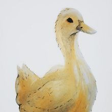 Un Pato Amarillo. Un progetto di Disegno di José Cleto Hernández - 01.03.2021