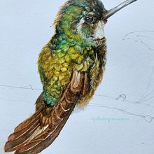 The Hummingbird. . Watercolor Painting project by Sea Phong - 04.21.2021