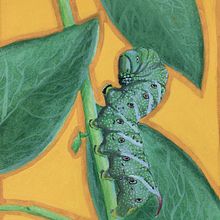 "Hornworm". Een project van Schilderen met gouache van Nathalie Flores - 12.07.2020