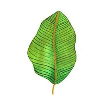 Folha de Bananeira. Watercolor Painting, and Botanical Illustration project by Ana Paula Saliba - 04.25.2021