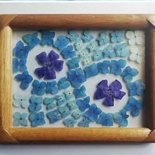 Cuadro hecho con hortensias azules y preservadas con tecnica de prensado botanico. Creativit project by Erick Marti Jimenez Rodriguez - 04.12.2021