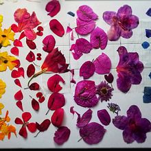 Mural hecho con flores preservadas de diferentes colores con tecnica de prensado botanico. Creativit, and Painting project by Erick Marti Jimenez Rodriguez - 04.01.2021