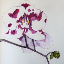 My project in Botanical Sketchbooking: A Meditative Approach course. Projekt z dziedziny Trad, c, jna ilustracja, Sketching,  R, sunek, Malowanie akwarelą, R, sunek botaniczn i Sketchbook użytkownika Supattana Bolger - 29.05.2021