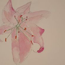 My project in Botanical Sketchbooking: A Meditative Approach course. Sketching, Drawing, Watercolor Painting, Botanical Illustration, Sketchbook, and Traditional illustration project by Cliona Ryan - 04.27.2021