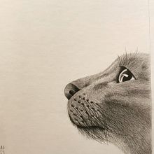 Gato, grafito sobre algodón  Ein Projekt aus dem Bereich Editorial Illustration und Kinderillustration von Alex Lizarraga - 28.04.2021