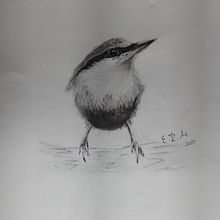 New project/bird monochromatic. Pencil Drawing project by Edit Mason - 04.29.2021