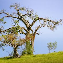 Meu projeto do curso: Teoria das cores na fotografia . % Josealdo Lyra tarafından hazırlanan Dijital Fotoğrafçılık projesi - 04.29.2021