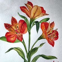 Mi Proyecto del curso: Acuarela botánica: ilustra la anatomía de las flores. Drawing, Traditional illustration, Botanical Illustration, Watercolor Painting, Fine Arts, and Painting project by Galina - 04.24.2021