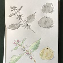 My project in Illustrating Nature: A Creative Exploration course. Un proyecto de Pintura a la acuarela de Cecilia Gustavsson - 01.05.2021