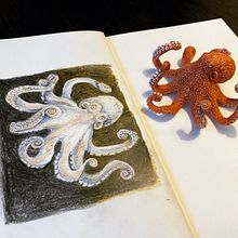 Octopus sketch inspired by Chiaroscuro Creative Portrait with Pencils course. Drawing project by Monica Graham - 05.03.2021