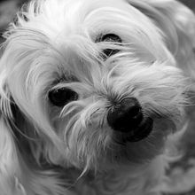 Mi Proyecto del curso: Fotografía lifestyle de perros "Alegría de mi corazón". Projekt z dziedziny Fotografia użytkownika LORNA FUENTES RIVEROS - 03.05.2021