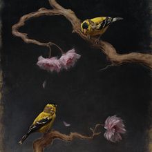 Gold Finches and Cherry Blossoms. Fine Arts, Painting, Oil Painting, and Naturalistic Illustration project by Sarah Margaret Gibson - 05.03.2021