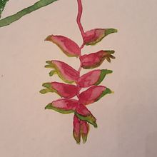 Helicônias!!!!!! Mi proyecto final. Proteas también!!!!. Un proyecto de Ilustración botánica, Ilustración tradicional, Bellas Artes, Pintura, Dibujo y Pintura a la acuarela de Samantha Vulijscher - 06.04.2021