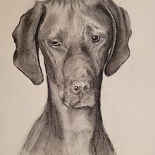 Hungarian treasure : Vizsla. Drawing project by Edit Mason - 05.08.2021