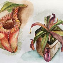 Assignment 4: Nepenthes plant by Sareera. Un proyecto de Ilustración botánica de Sareera Sukasam - 08.05.2021