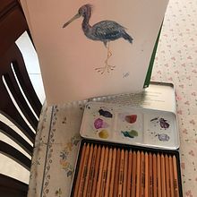 Mi Proyecto del curso: Ilustración naturalista de aves con acuarela. Watercolor Painting, Traditional illustration, Realistic Drawing, and Naturalistic Illustration project by Lucía San Vicente - 05.09.2021