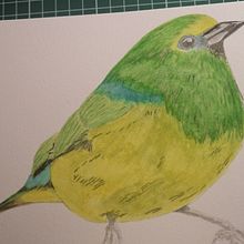 Ave en acuarela . Pintura em aquarela projeto de Mili - 10.05.2021