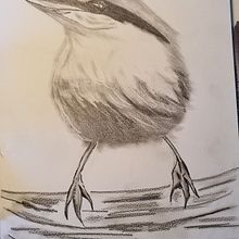 My project in Artistic Watercolor Techniques for Illustrating Birds course - looking at tone. Projekt z dziedziny Trad, c, jna ilustracja, R i sunek ołówkiem użytkownika Beatrix Balazar - 11.05.2021