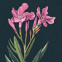 Ilustración botánica científica naturalista. Traditional illustration, Botanical Illustration, Naturalistic Illustration, Infographics, and Design project by Raquel Feria Legrand - 03.01.2020