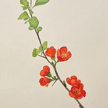 Mein Kursprojekt: Botanisches Aquarell: illustriere die Anatomie der Blumen. Watercolor Painting project by sabine.hobbie - 05.12.2021