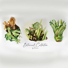 My Final project in Botanical Watercolor: Illustrate the Anatomy of Flowers course. Un proyecto de Ilustración tradicional, Ilustración botánica, Bellas Artes, Pintura, Dibujo y Pintura a la acuarela de Sareera Sukasam - 30.04.2021