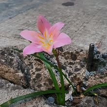 Mi Proyecto del curso: Introducción a la escritura narrativa. Un progetto di Scrittura, Stor, telling e Narrativa di Eduardo Ocampo Mendoza - 13.05.2021