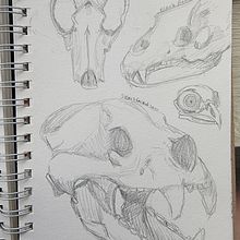 Sketchbook skull study Ein Projekt aus dem Bereich Traditionelle Illustration von Hailey - 09.10.2019
