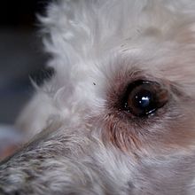 La voz de mi perro. Writing project by Julia Serrano Almela - 05.14.2021