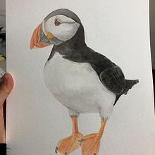 Mi Proyecto del curso: Ilustración naturalista de aves con acuarela. Traditional illustration, Watercolor Painting, Realistic Drawing, and Naturalistic Illustration project by Wendy Saldaña Conejo - 05.14.2021