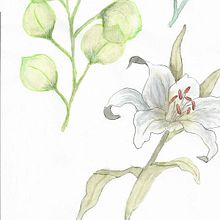 My project in Naturalist Illustrations with Watercolors: Drawing and Composition course. Traditional illustration, Drawing, Watercolor Painting, and Naturalistic Illustration project by janerob100 - 05.10.2021