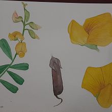 Mi Proyecto del curso: Ilustración botánica con acuarela. Un progetto di Illustrazione tradizionale, Belle arti, Pittura, Disegno, Pittura ad acquerello e Illustrazione botanica di Abigail Cascante - 16.05.2021