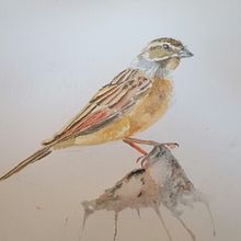 Bird watercolor  Ein Projekt aus dem Bereich Aquarellmalerei von Theresa D - 20.05.2021