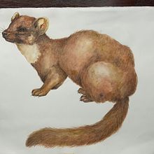 Drawings of nature in watercolour. Un projet de Illustration traditionnelle de Maike Maaßen - 21.05.2021