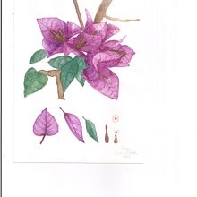 Mi Proyecto del curso: Acuarela botánica: LA TRINITARIA. Traditional illustration, Painting, Watercolor Painting, and Botanical Illustration project by Ariel Delgado Urreiztieta - 05.17.2021
