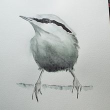 The Nuthatch in black watercolor - Artistic Watercolor Techniques for Illustrating Birds course Ein Projekt aus dem Bereich Aquarellmalerei, Traditionelle Illustration, Realistische Zeichnung und Naturalistische Illustration von pronker_therover - 25.05.2021